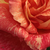 Rózsaszín - sárga - Teahibrid rózsa - Mediterranea